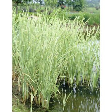 Typha latifolia 'Variegata'