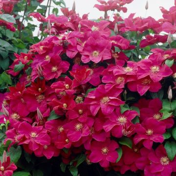 Clematis Rouge Cardinal