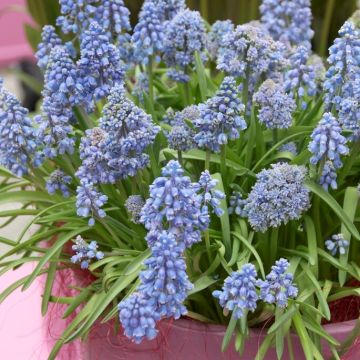 Muscari Blue Spike - Pack of 20