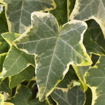 Large Variegated Trailing Ivy - Hedera Hibernica