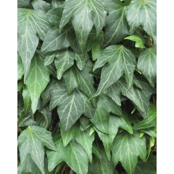 Hedera helix 'Green Ripple'