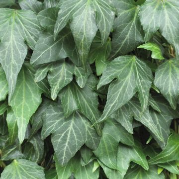 Hedera helix 'Green Ripple' - 80-100cm