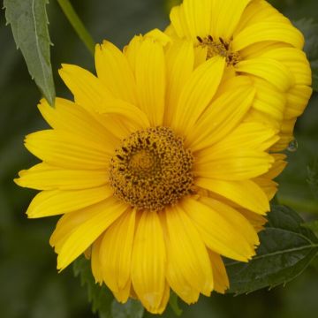 Heliopsis Green Leaves - False Sunflower