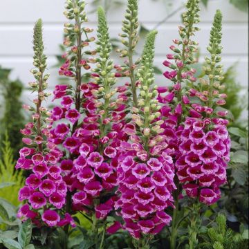 Digitalis Purpurea - Foxgloves
