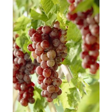 Vitis 'Vanessa'  -  Grape Vine