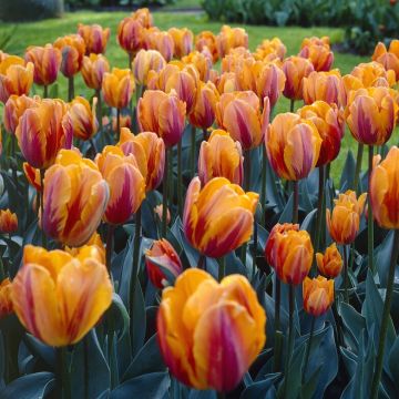 Tulip 'Prinses Irene' - Pack of 12 Bulbs