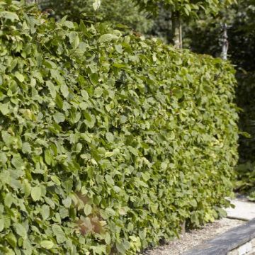  Carpinus Betulus - Hornbeam - Bare Root Hedging 30-50cm - Pack of 20