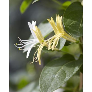 Lonicera japonica 'Hall's Prolific'