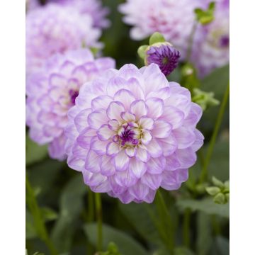 Dahlia Blue Wish