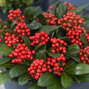 Skimmia japonica 'Beautiful'