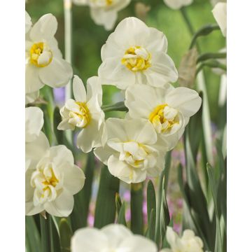 Narcissus - Daffodil Cheerfulness  - Pack of EIGHT