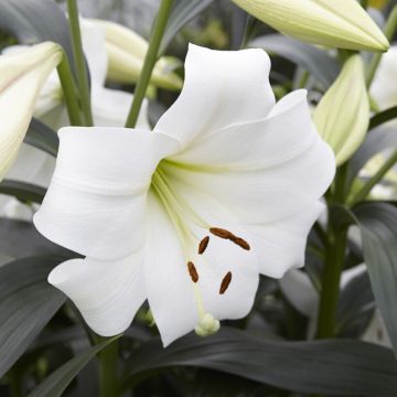 Lilium White Triumph - Pack of 5
