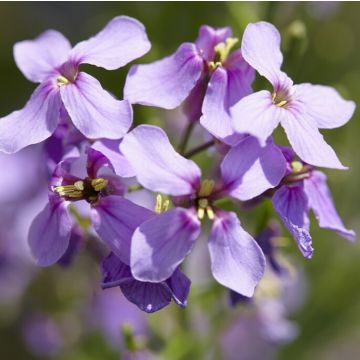 Hesperis matronalis - Sweet Rocket