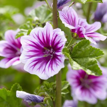 Malva sylvestris 'Zebrina'