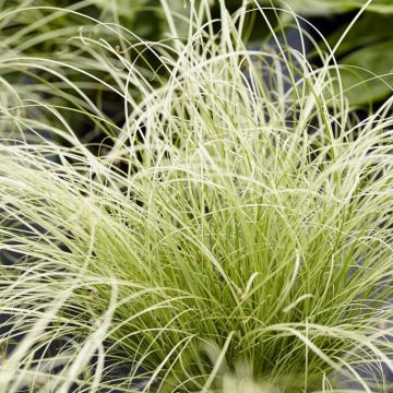 Carex comans 'Amazon Mist'