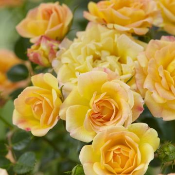 Rose The Fairy Yellow - Floribunda Ground cover Rose