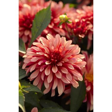 Dahlia Gallery Art Deco - Pack of THREE