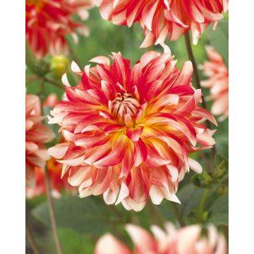 Dahlia Pennylane - Pack of THREE