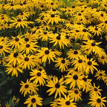 Rudbeckia fulgida Deamii - Black Eyed Susan