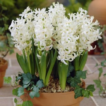White Pearl Hyacinths - Pack of 5
