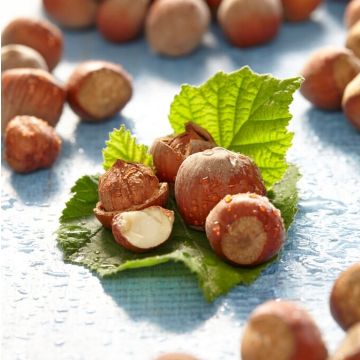 Hazelnut bush - Corylus avellana Yamhill  - Nut Tree circa 100-120cm tall