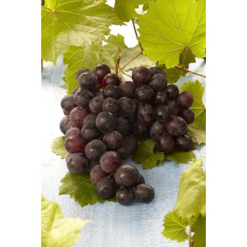 Vitis vinifera 'Regent' - Grape Vine