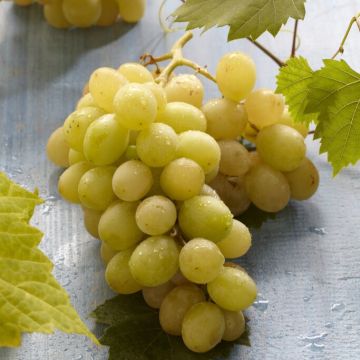 Bianca Grape Vine - Vitis vinifera - White Grape