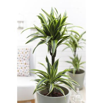 Dracaena Lemon Lime - Dragon Tree 115cm
