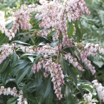 Pieris japonica 'Valley Rose'