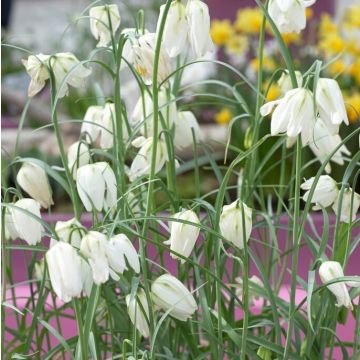 Fritillaria meleagris Alba - Snakes Head Fritillary - Pack of 10