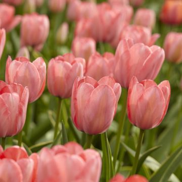 Tulip Apricot Impression - Pack of 6
