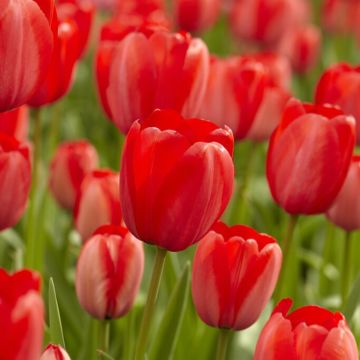Tulip ' Red Impression' - Pack of 6