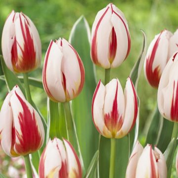 Tulip Happy Generation - Pack of 6 Bulbs