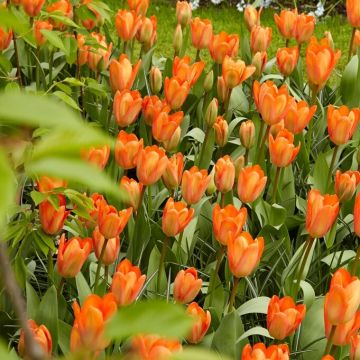 Tulip Orange Emperor - Pack of 8