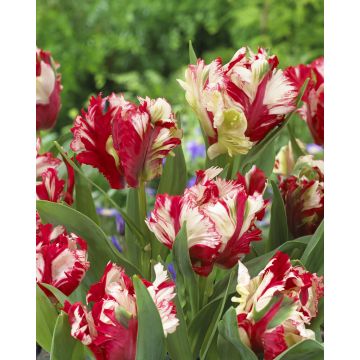 Tulip Estella Rijnveld - Pack of 6
