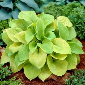 Hosta 'Sum and Substance' - Pack of 3 Bare Root					