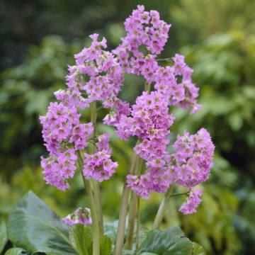 Bergenia purpurascens