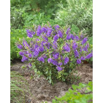 Hebe Garden Beauty Purple