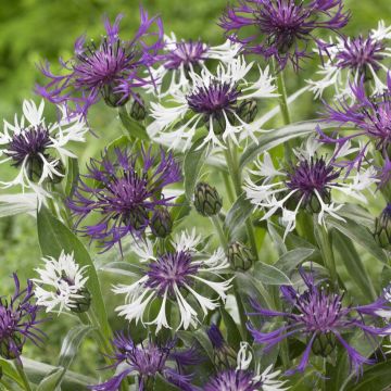 Centaurea montana 'Amethyst in Snow'