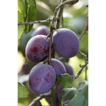 Patio Fruit Tree - Prunus domestica Jubileum - Plum Tree