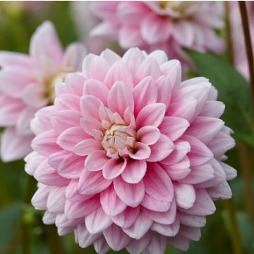 Dahlia Offshore Dream