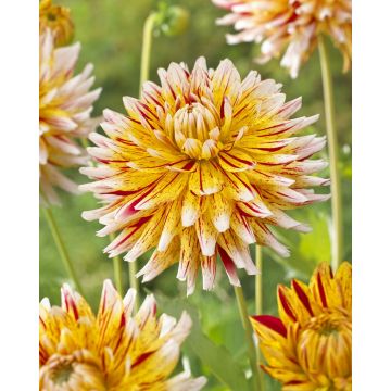 Dahlia Winesom
