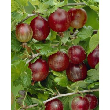 Gooseberry - Ribes Captivator