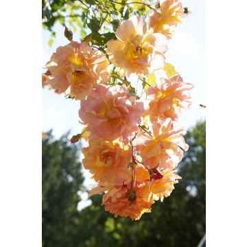 Large 6-7ft Specimen Climbing Rose - Westerland