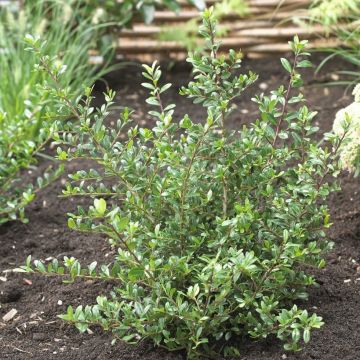 Ilex crenata - Dark Green Box leaved Japanese Holly - LARGE Bush