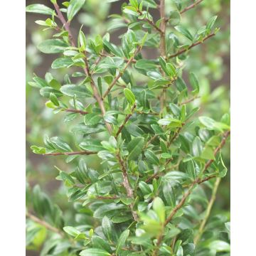 Ilex crenata Stokes