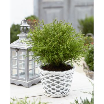Thuja occidentalis Bowling Ball