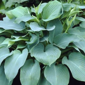 Hosta 'Blue Angel' - Pack of 3 Bare Root					