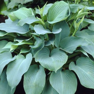 Large Hosta Blue Angel - Plantain Lily