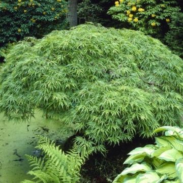 Acer palmatum dissectum Viridis - circa 60cm Specimen